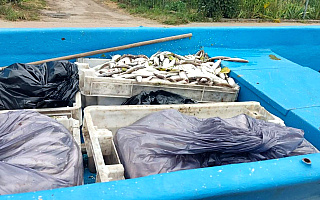 Przyducha w jeziorze Łaśmiady. Strażacy wyłowili ponad 100 kg śniętych ryb